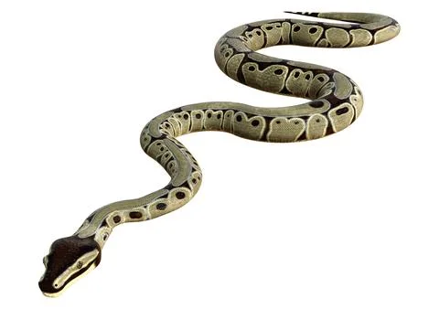 3D Rendering Ball Python on White Stock Illustration