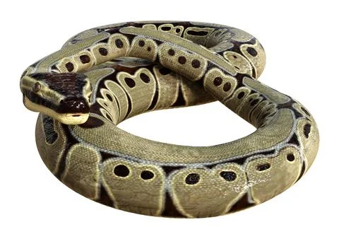 3D Rendering Ball Python on White Stock Illustration