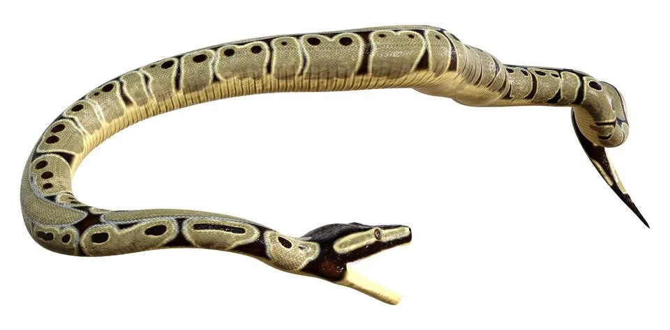 3D Rendering Ball Python on White Stock Illustration