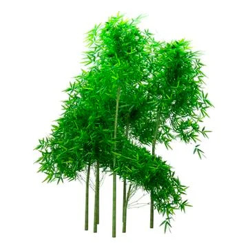 3D Rendering Bamboo Trees on White Stock Illustration
