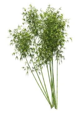 3D Rendering Bamboo Trees on White Stock Illustration