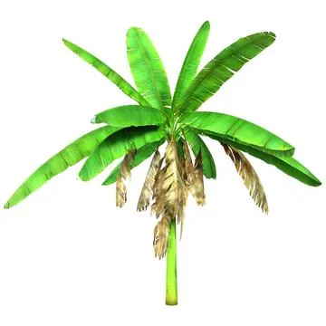 3D Rendering Banana Tree on White Stock Illustration
