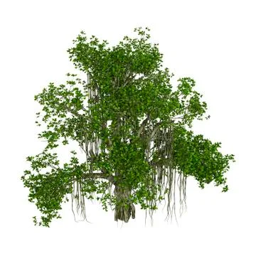 3D Rendering Banyan Tree on White Stock Illustration