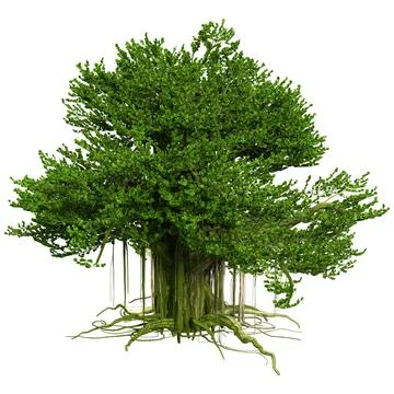 3D Rendering Banyan Tree on White Illustrazione stock