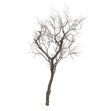 3D rendering of a barren tree in a minimalist style Stock Photos