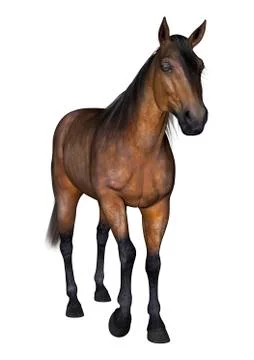 3D Rendering Bay Horse on White Stock Illustration