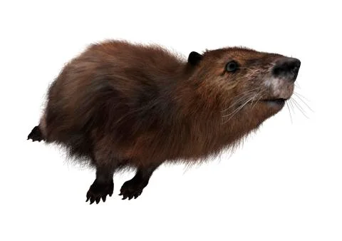 3D Rendering Beaver on White Stock Illustration