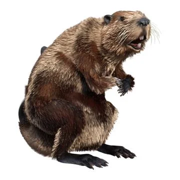 3D Rendering Beaver on White Stock Illustration
