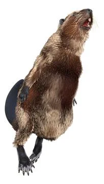 3D Rendering Beaver on White Stock Illustration