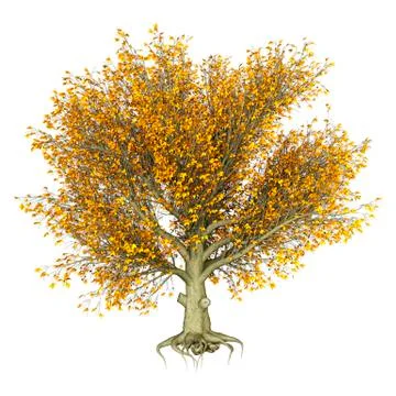 3D Rendering Beech Tree on White Stock Illustration
