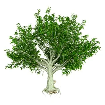 3D Rendering Beech Tree on White Stock Illustration