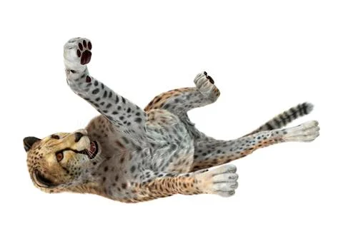 3D Rendering Big Cat Cheetah on White Stock Illustration