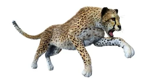 3D Rendering Big Cat Cheetah on White Stock Illustration