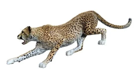 3D Rendering Big Cat Cheetah on White Illustrazione stock