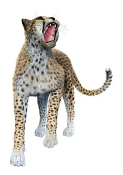 3D Rendering Big Cat Cheetah on White Stock Illustration