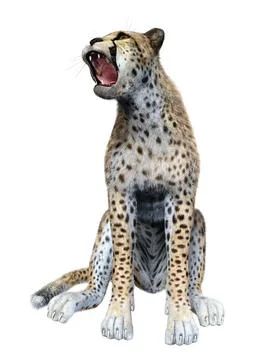 3D Rendering Big Cat Cheetah on White Stock Illustration
