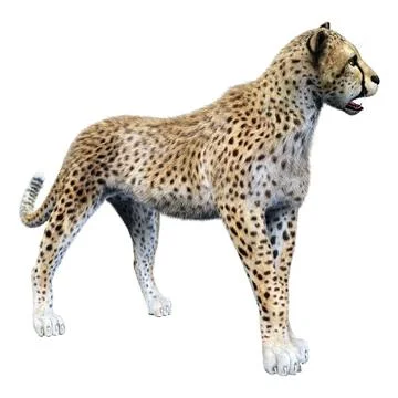 3D Rendering Big Cat Cheetah on White Stock Illustration