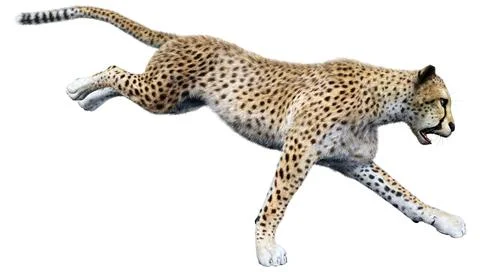 3D Rendering Big Cat Cheetah on White Stock Illustration