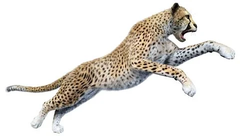 3D Rendering Big Cat Cheetah on White Stock Illustration