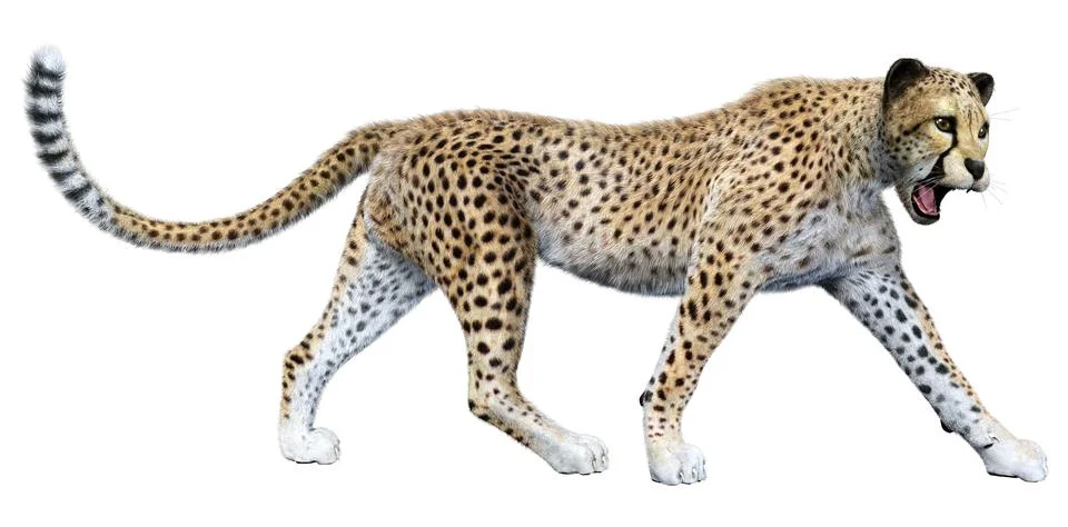 3D Rendering Big Cat Cheetah on White Stock Illustration
