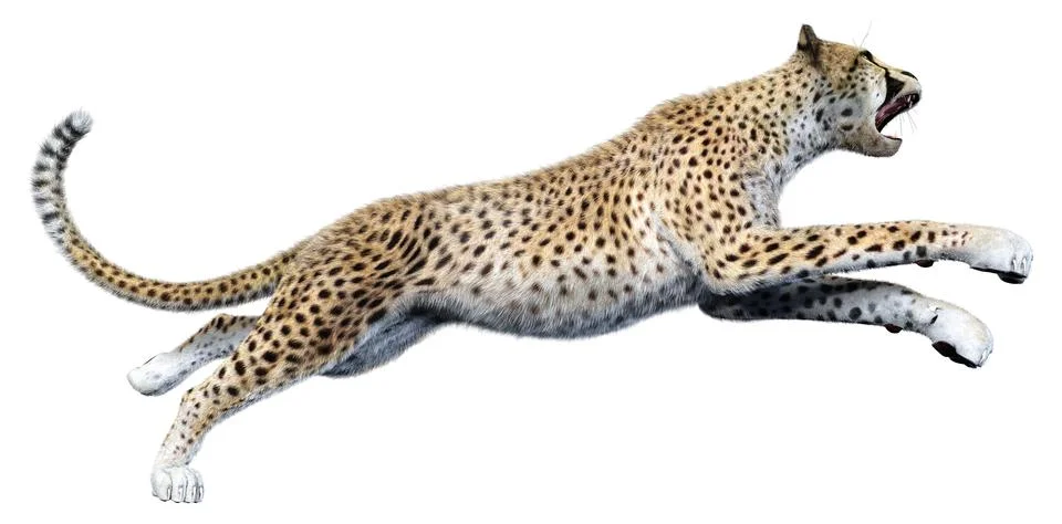 3D Rendering Big Cat Cheetah on White Stock Illustration
