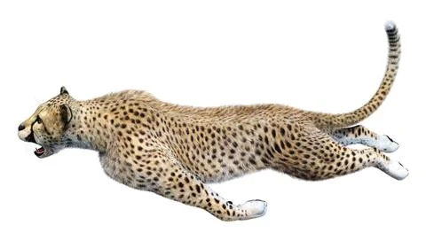 3D Rendering Big Cat Cheetah on White Stock Illustration