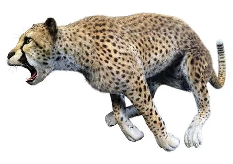 3D Rendering Big Cat Cheetah on White Stock Illustration