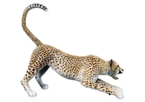 3D Rendering Big Cat Cheetah on White Stock Illustration