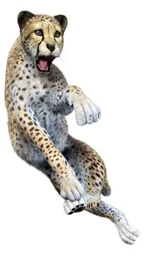 3D Rendering Big Cat Cheetah on White Stock Illustration