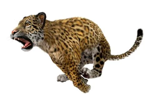 3D Rendering Big Cat Jaguar Stock Illustration