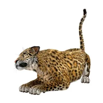 3D Rendering Big Cat Jaguar on White Stock Illustration