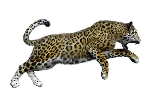 3D Rendering Big Cat Jaguar on White Stock Illustration