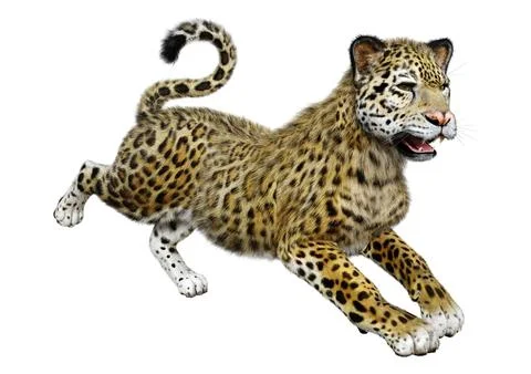 3D Rendering Big Cat Jaguar on White Stock Illustration