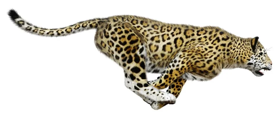 3D Rendering Big Cat Jaguar on White Stock Illustration