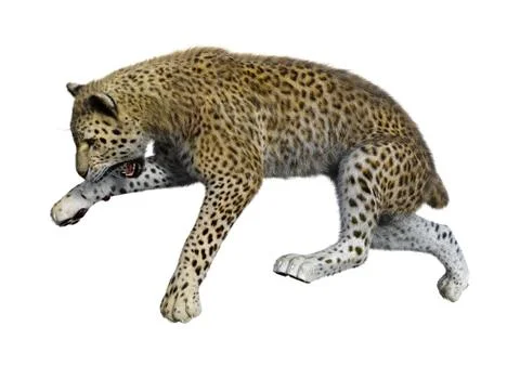 3D Rendering Big Cat Leopard on White Stock Illustration