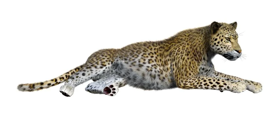 3D Rendering Big Cat Leopard on White Stock Illustration