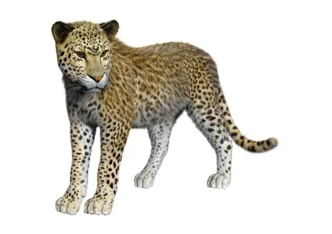 3D Rendering Big Cat Leopard on White Stock Illustration
