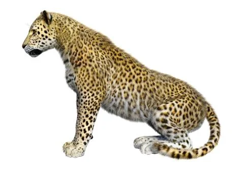 3D Rendering Big Cat Leopard on White イラスト素材