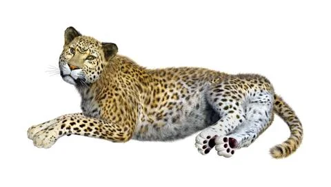 3D Rendering Big Cat Leopard on White Illustrazione stock