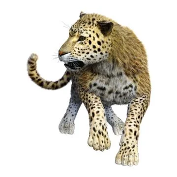 3D Rendering Big Cat Leopard on White Stock Illustration