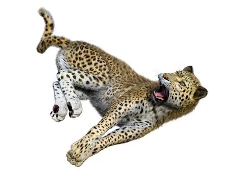3D Rendering Big Cat Leopard on White Stock Illustration
