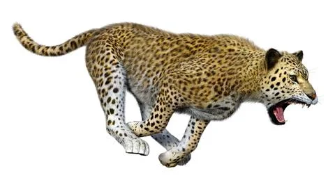 3D Rendering Big Cat Leopard on White Stock Illustration
