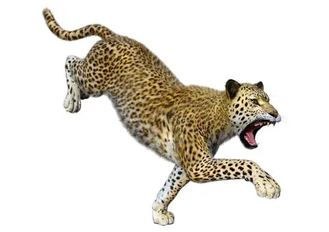 3D Rendering Big Cat Leopard on White Stock Illustration
