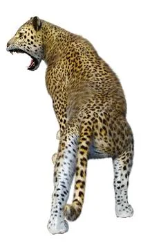 3D Rendering Big Cat Leopard on White Stock Illustration