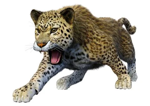3D Rendering Big Cat Leopard on White Stock Illustration