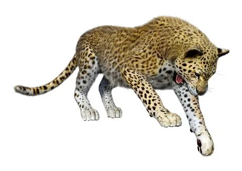 3D Rendering Big Cat Leopard on White Stock Illustration