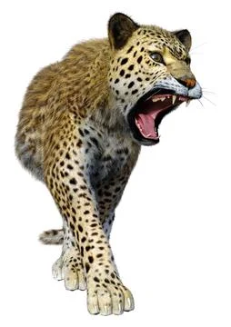 3D Rendering Big Cat Leopard on White Stock Illustration