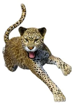 3D Rendering Big Cat Leopard on White Stock Illustration