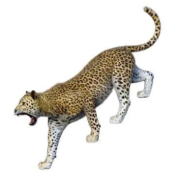 3D Rendering Big Cat Leopard on White Stock Illustration