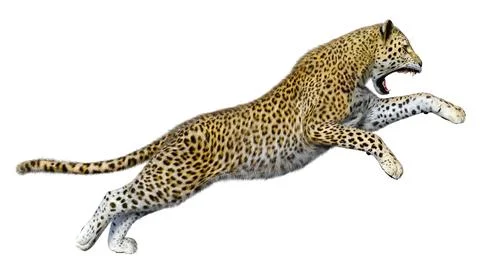 3D Rendering Big Cat Leopard on White Stock Illustration